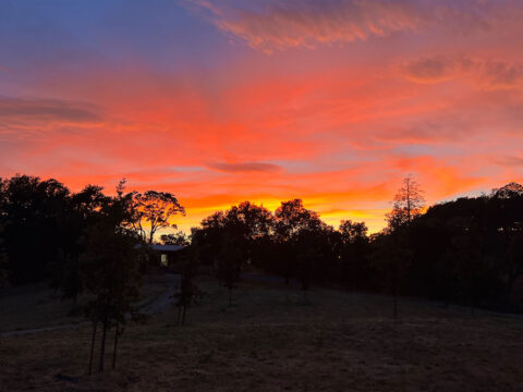 Vibrant sunset over silhouetted trees and grassy field