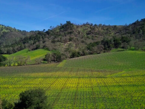 Rolling green vineyard under clear blue sky