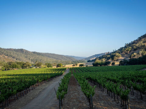 Vineyard rows along dirt road in rolling hills