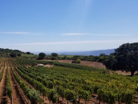 Vineyard rows stretching across rolling countryside hills
