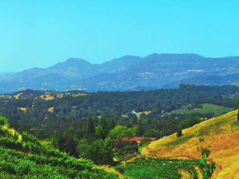 Rolling hills and vineyard with distant mountains