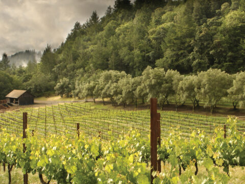 Vineyard with barn and forested hillside
