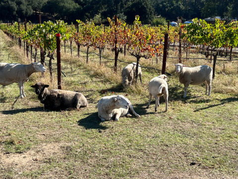 Sheep grazing among vineyard rows on sunny day