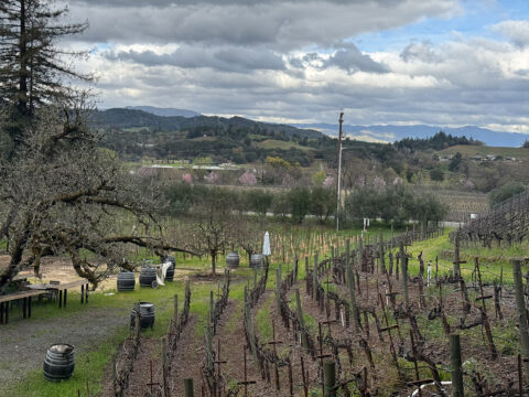 Vineyard rows and rolling hills under cloudy sky