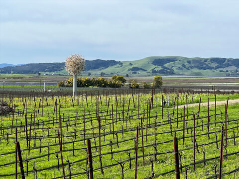 Vineyard rows with hills and large sculpture