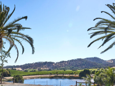 Palm trees framing vineyard and lake landscape