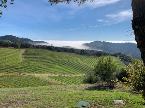 Rolling vineyard hills with morning fog and blue sky