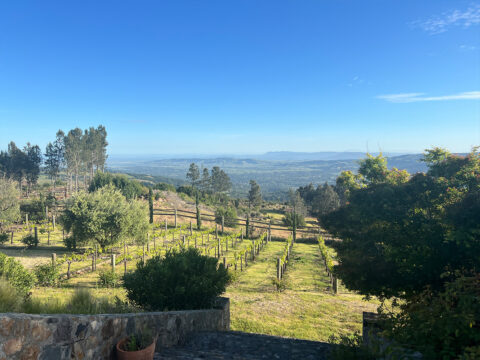 Hillside vineyard overlooking expansive valley and mountains
