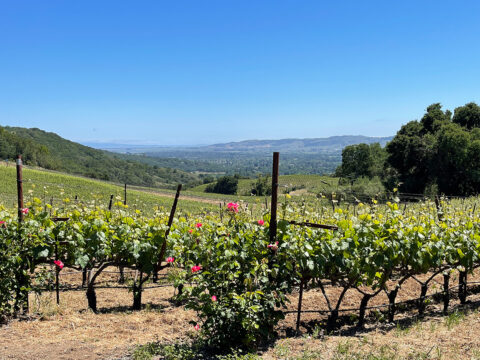 Vineyard rows with roses and rolling hills