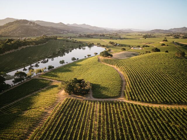 Aerial view of vineyard and pond at sunset