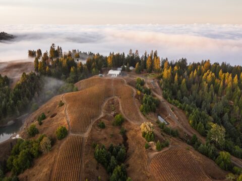 Aerial view of hilltop vineyard at sunrise