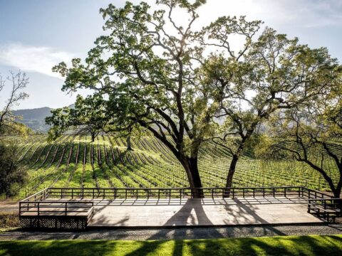 Sunlit vineyard with oak trees and wooden deck
