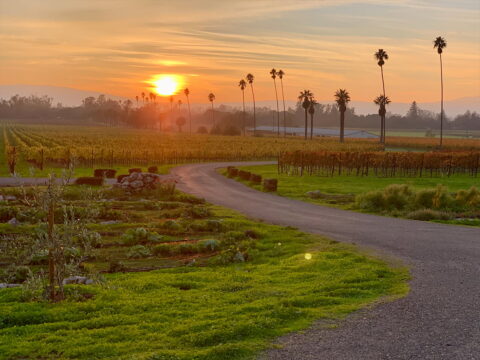 Sunset over vineyard with palm trees and winding road