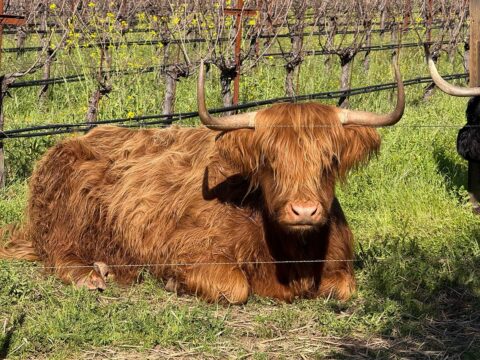 Highland cow resting in grassy vineyard