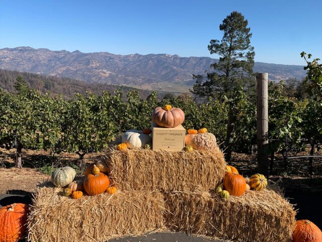 Pumpkins and hay bales in vineyard with mountains