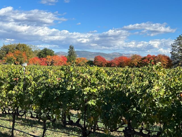 Vineyard with autumn trees and distant mountains