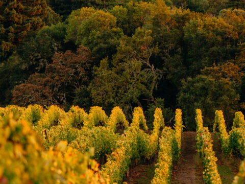 Vineyard rows with autumn foliage and forest backdrop