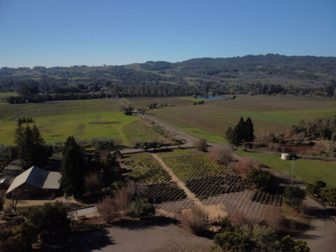 Aerial view of vineyards and rolling countryside