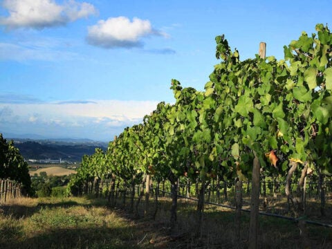 Rows of grapevines on sunny hillside vineyard