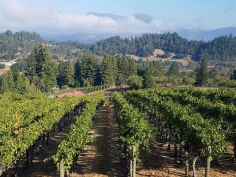 Vineyard rows with forested hills and morning fog