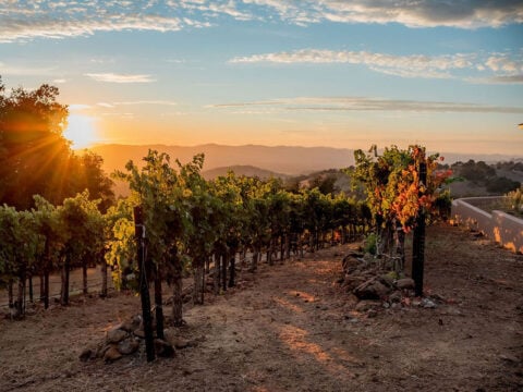 Sunset over vineyard with rolling hills