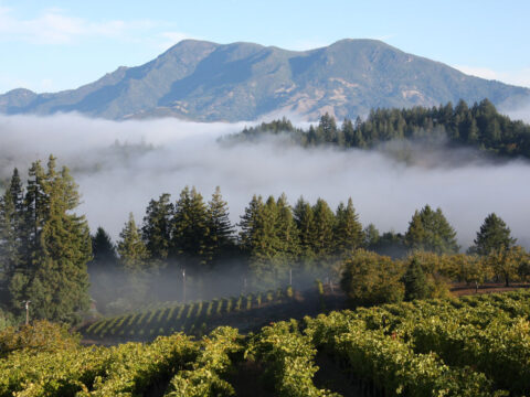 Vineyard and forest with mountains in morning fog