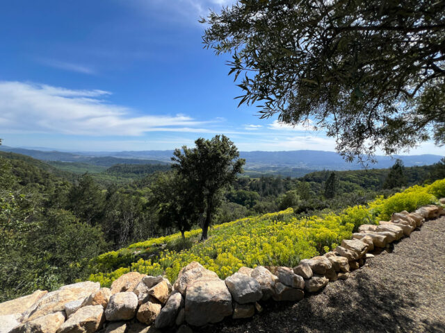 Scenic hillside with yellow wildflowers and stone wall
