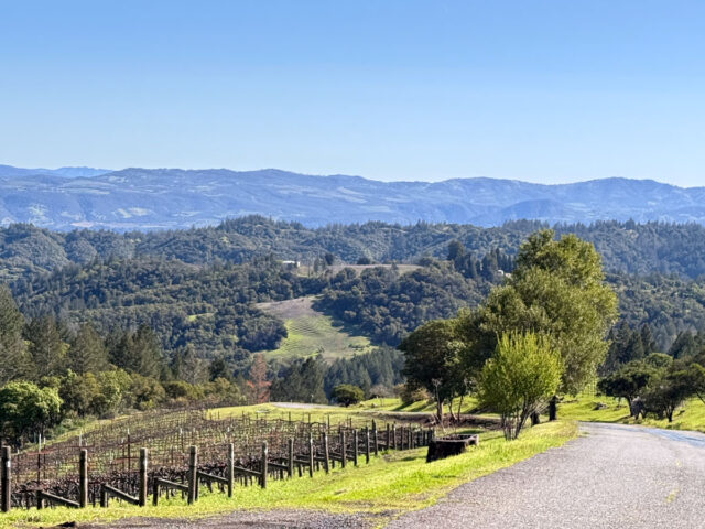 Vineyard rows beside rural road and rolling hills