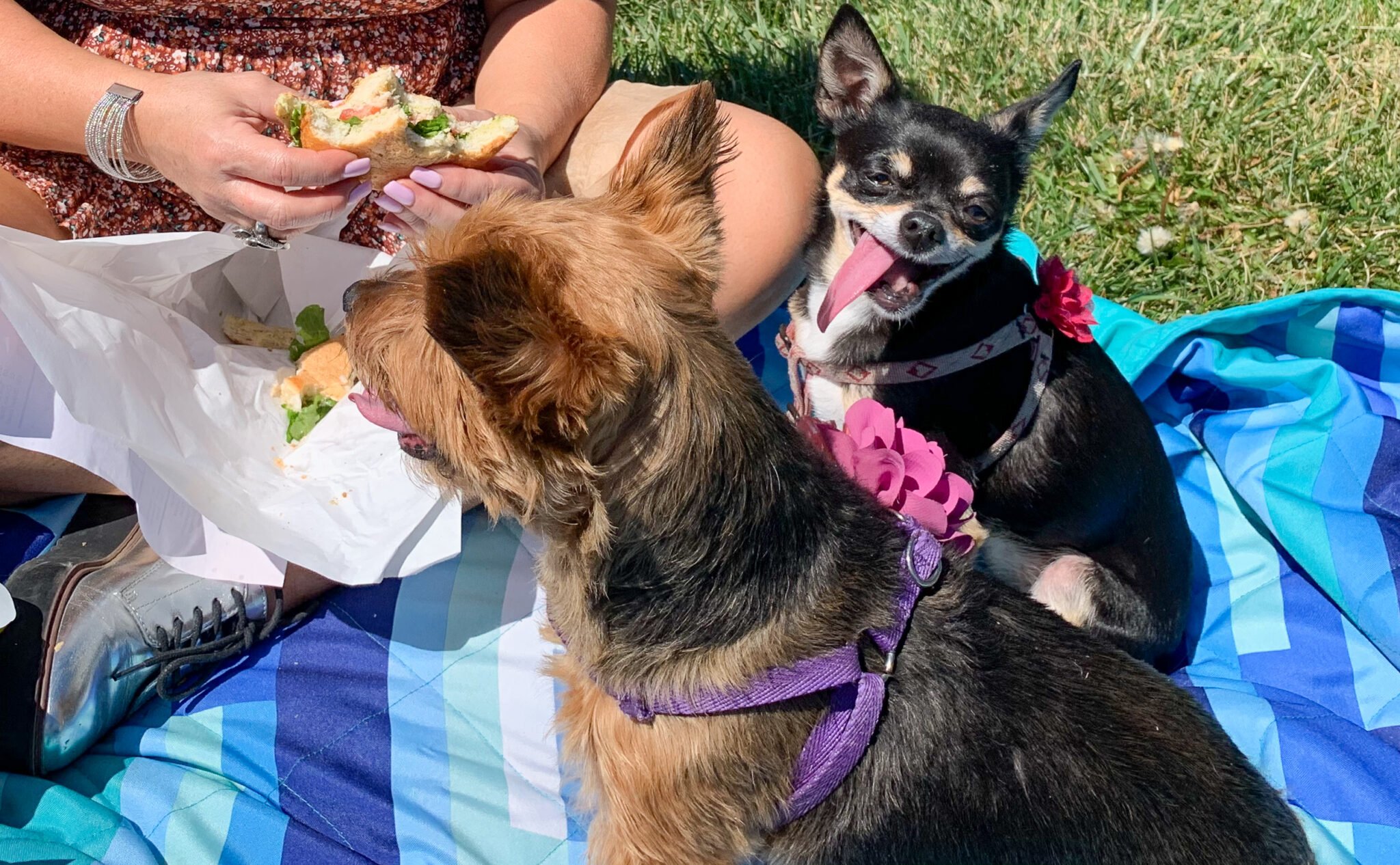 dogs at a Napa Valley picnic