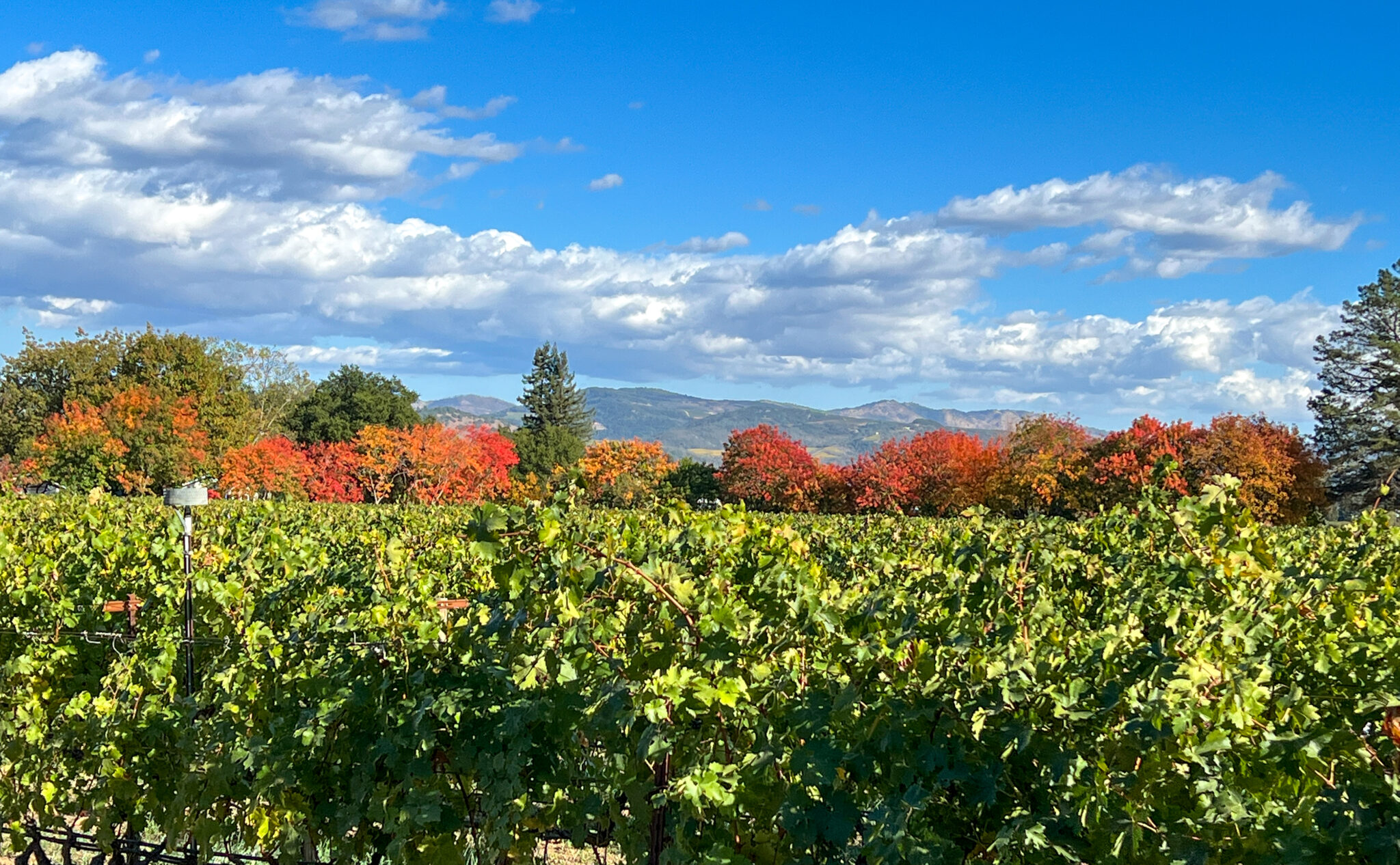 Napa vineyard in October, trees turning fall colors