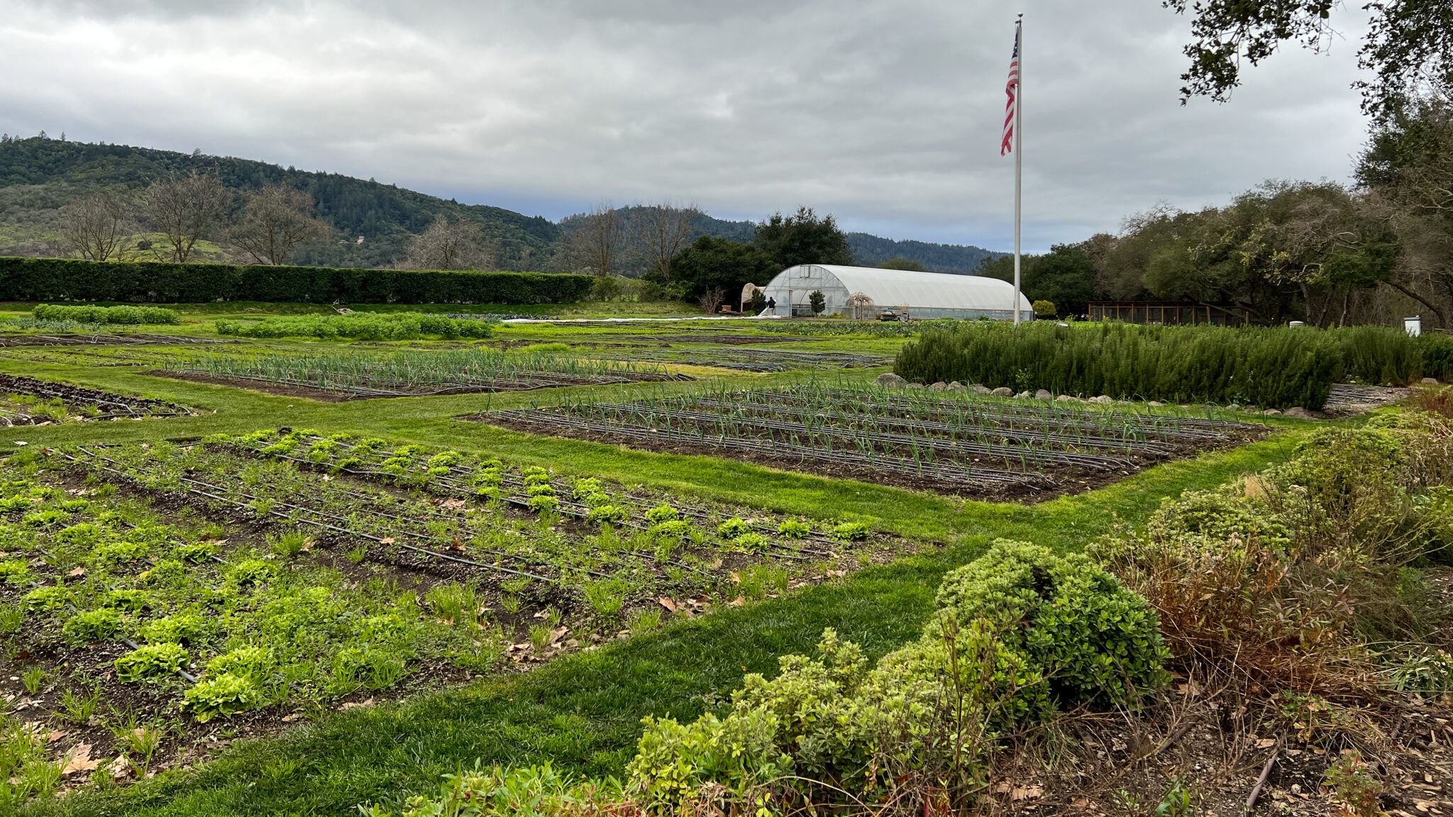 French Laundry gardens