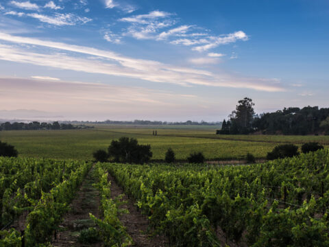 Vineyard rows under expansive blue sky