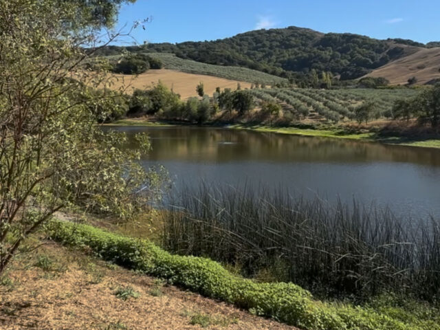 Serene lake with rolling hills and vineyards