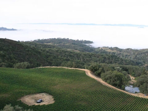 Vineyard on rolling hills above foggy valley