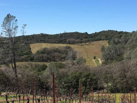 Vineyard rows across rolling hills under blue sky