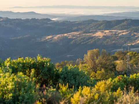 Vineyard overlooking rolling hills at sunset