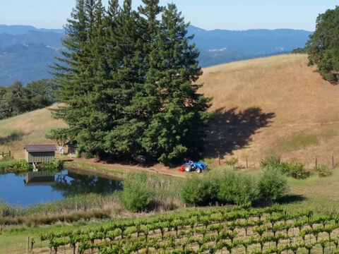 Vineyard, pond, and tractor on rolling hills