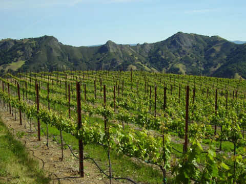 Vineyard rows with mountains in background