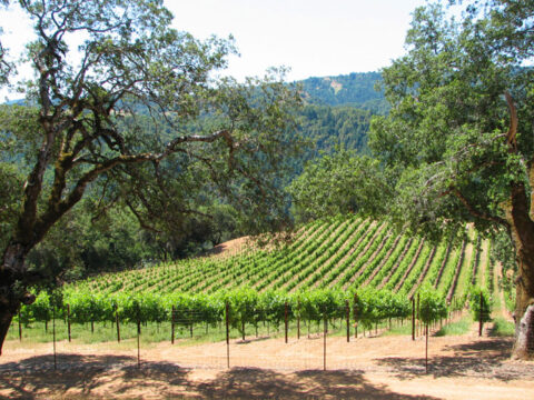 Vineyard rows on hillside with trees and mountains