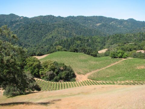 Rolling vineyard hills with rows of grapevines