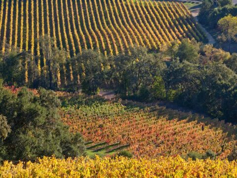 Golden vineyard rows on rolling autumn hills