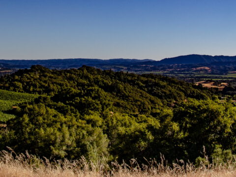 Rolling green hills under clear blue sky