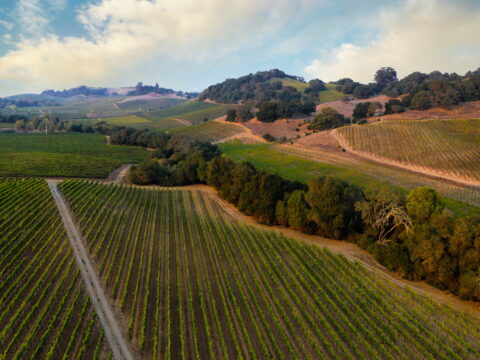 Rolling vineyard hills with neat rows of grapevines