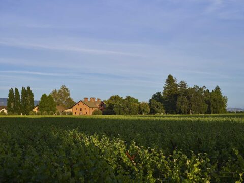 Vineyard with farmhouse and trees at sunset