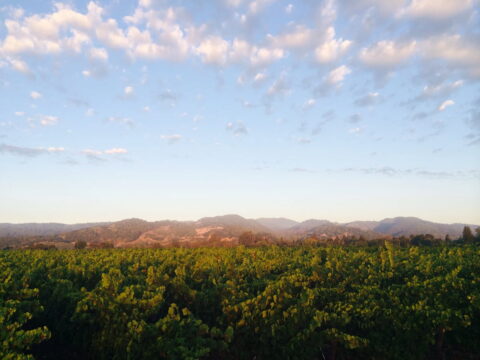 Vineyard with rolling hills under cloudy sky
