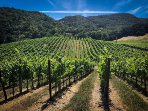 Vineyard rows stretching across sunlit hillside landscape