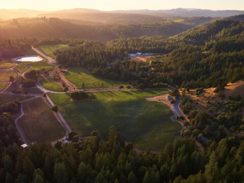 Aerial vineyard and forested hills at sunset