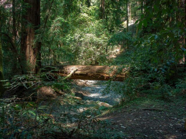 Fallen log over creek in lush forest
