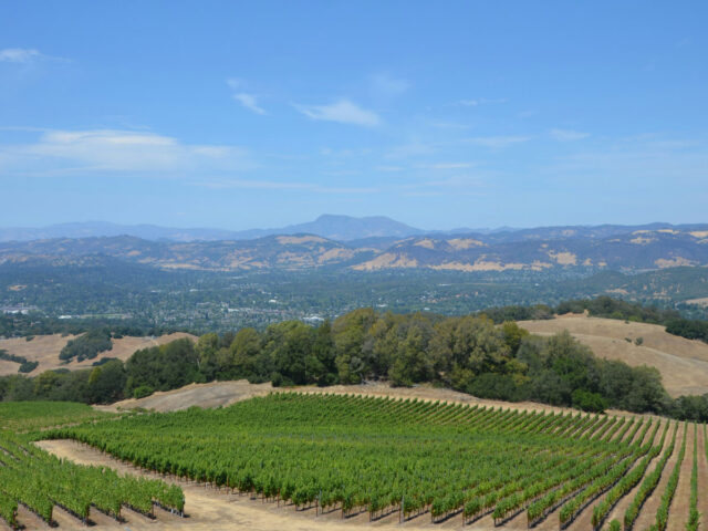 Vineyard rows across rolling hills under blue sky