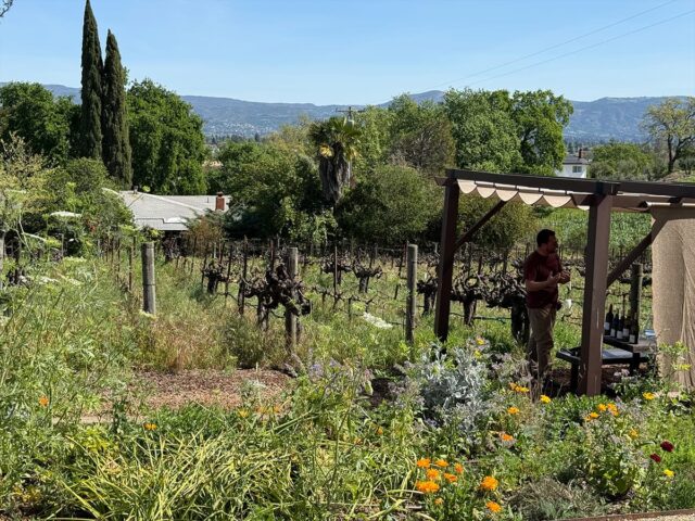 Vineyard with pergola and rolling hills backdrop